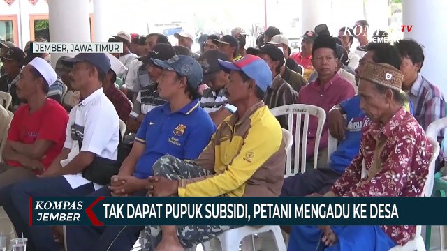 Tak Dapat Pupuk Subsidi, Petani di Jember Mengadu ke Pemerintah Desa