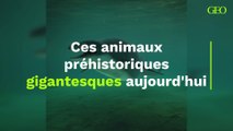 Ces animaux préhistoriques gigantesques aujourd'hui disparus