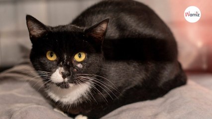 Elle a failli mourir dans la rue pendant la mise bas de ses chatons morts-nés... qui saura lui faire oublier cette douleur