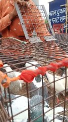 Indian Kabutarbaazi Indian Pigeons Market