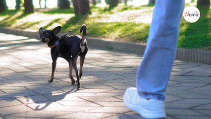Combien de temps doit durer la promenade de votre chien en fonction de sa race