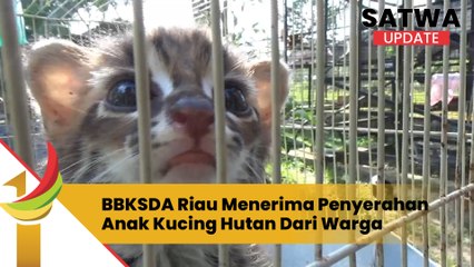BBKSDA Riau Menerima Penyerahan Anak Kucing Hutan Dari Warga