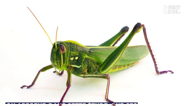 Un testicule vieux de 50 millions d’années et retrouvé fossilisé intrigue les chercheurs