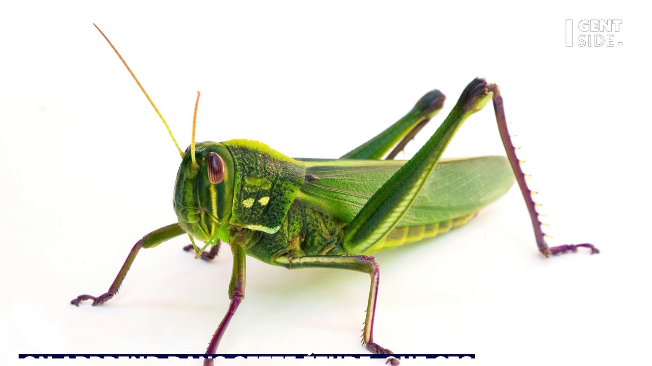 Un testicule vieux de 50 millions d’années et retrouvé fossilisé intrigue les chercheurs