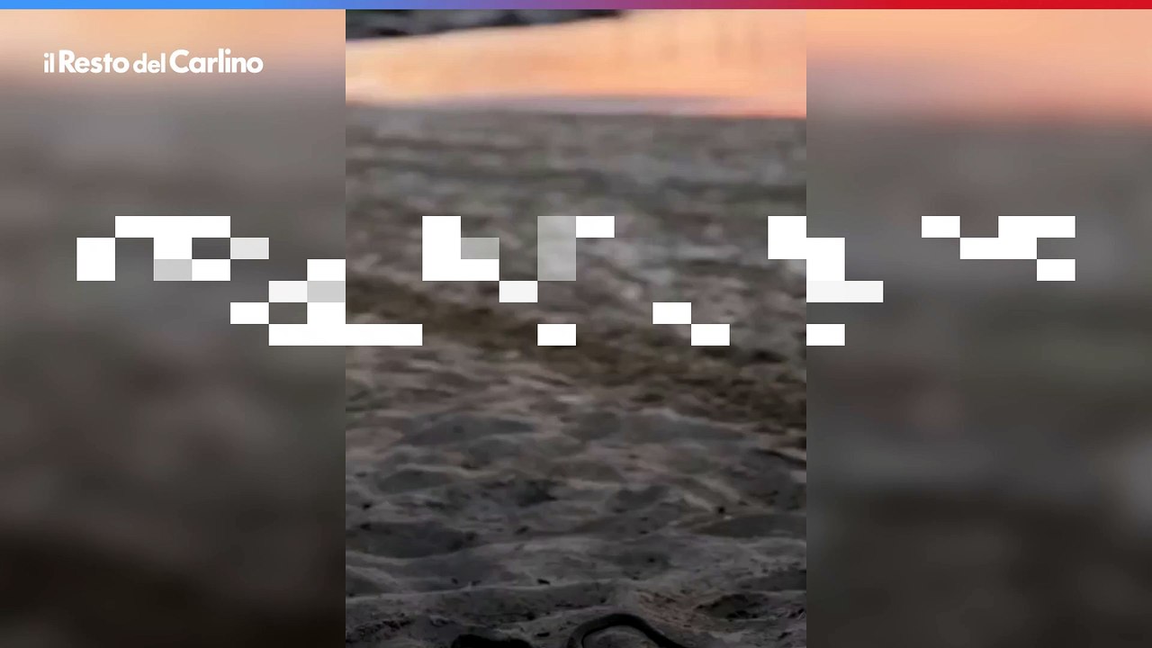 Serpente in Baia Flaminia a Pesaro, striscia tra i bagnanti