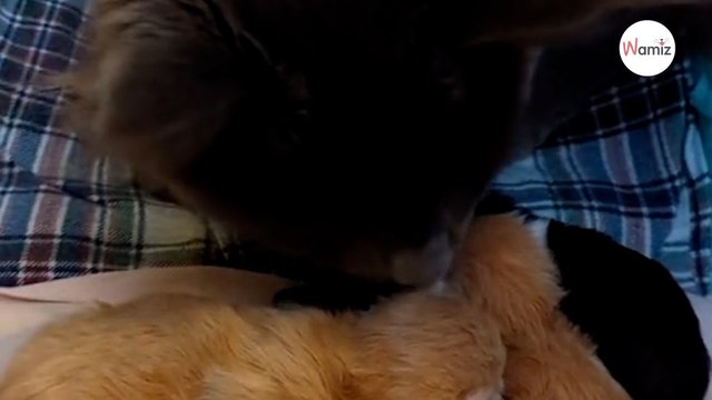 Un chat a un geste hors du commun avec des chatons 10,6M de personnes sont sous le charme (vidéo)
