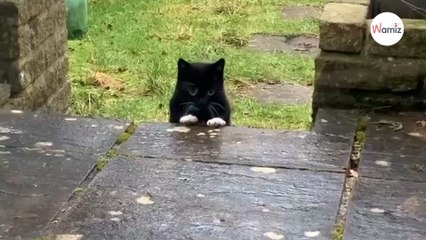 Elle décide d'adapter toute sa maison pour son chat nain 170K personnes sont scotchées (vidéo)