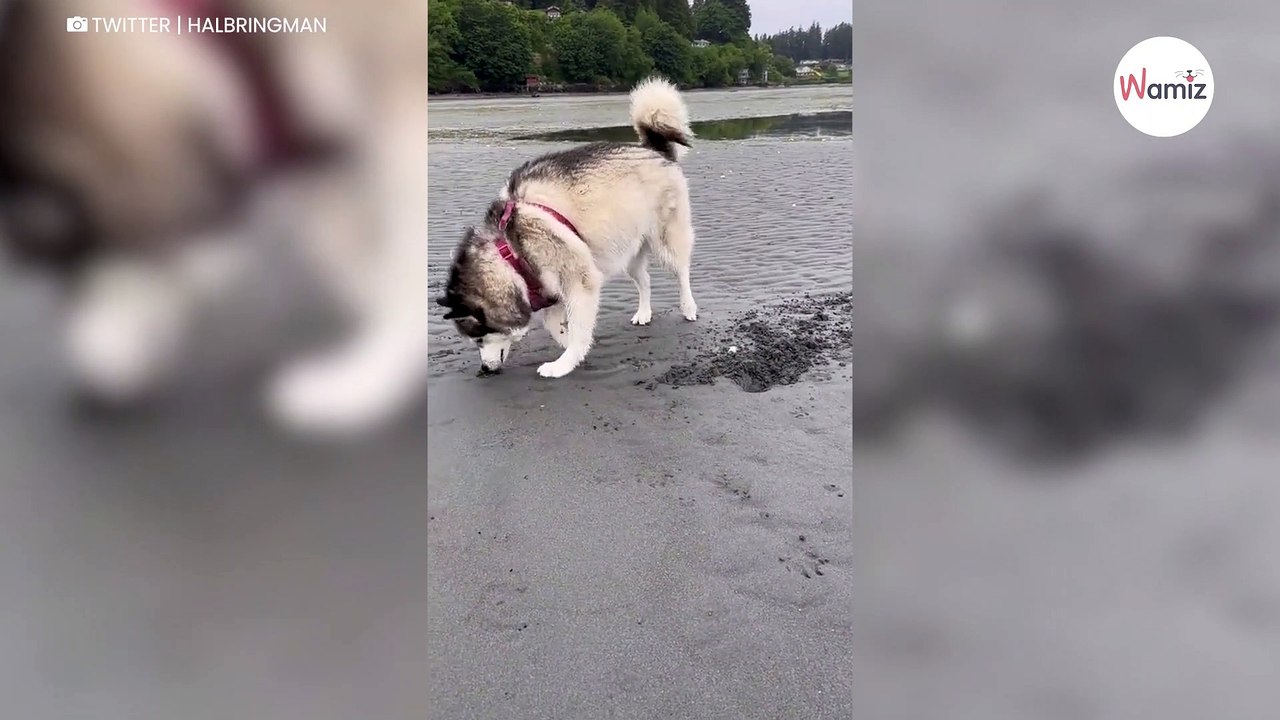 Le chien creuse des trous dans le sable sans imaginer qu'il est en train de faire une grave erreur (vidéo)