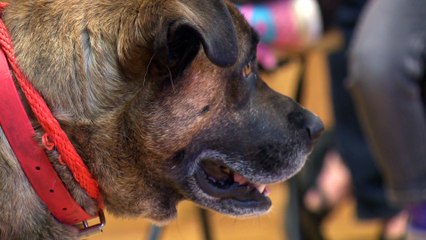 03 juillet topo RC chat chien