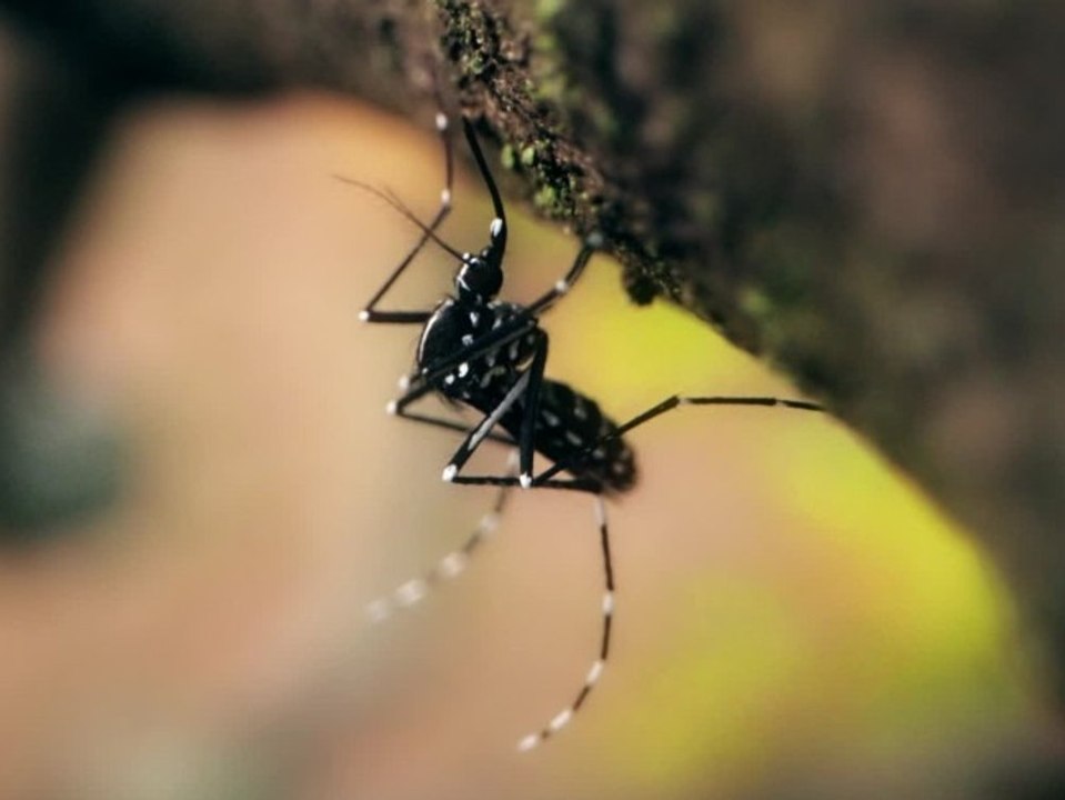 Klimawandel: Diese Mücken können Krankheiten übertragen