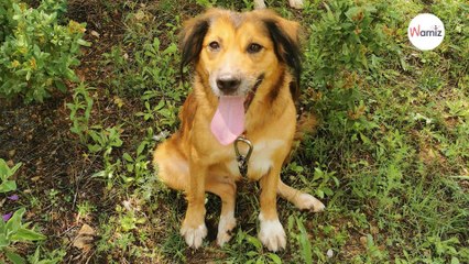 Sauvée d'une fourrière avant son euthanasie, cette chienne recherche une famille qui canalisera son trop-plein d'amour !