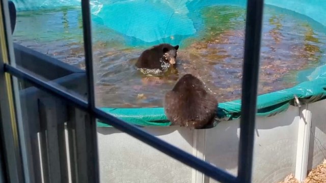 Must See! Bear Family Takes a Dip in a Pool During Annual Visit to Connecticut Neighborhood
