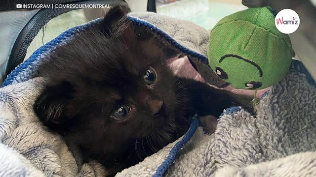 Des voisines entendent des bruits étranges elles décident de mener l’enquête et découvrent …