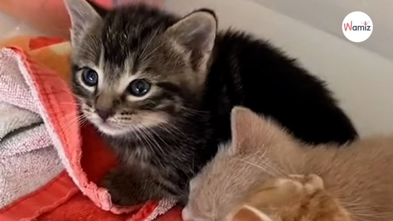 Un livreur Amazon se présente à la porte d'une femme avec une boîte pleine de chatons
