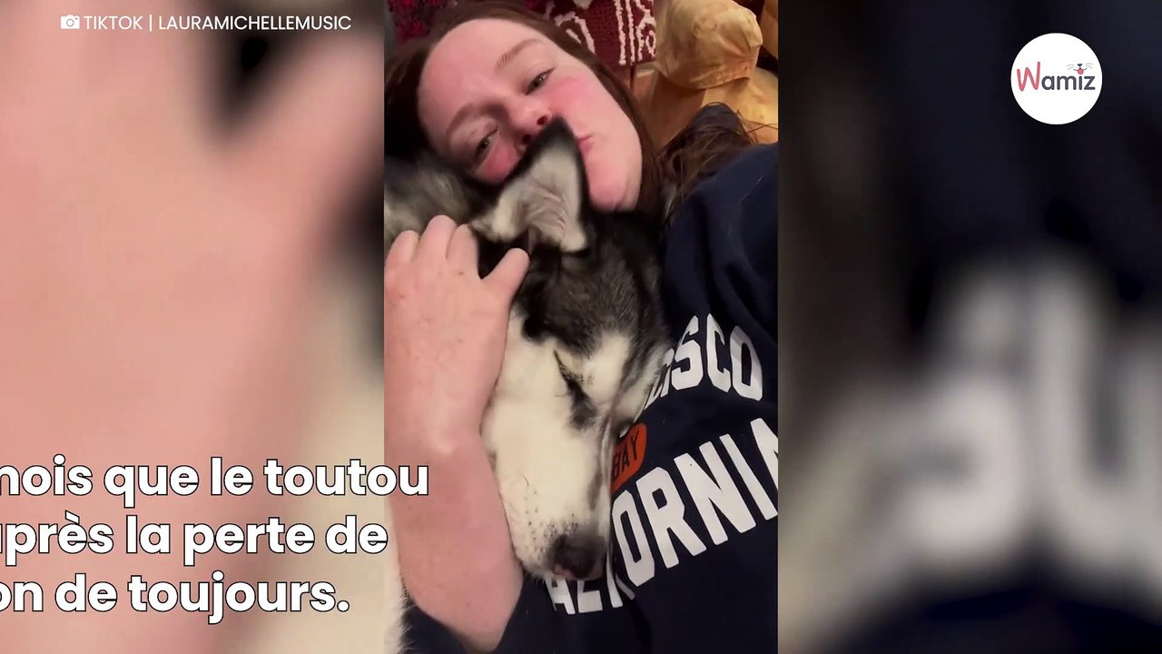 Ce chien en deuil reçoit une magnifique surprise  en quelques secondes il retrouve sa joie de vivre (vidéo)