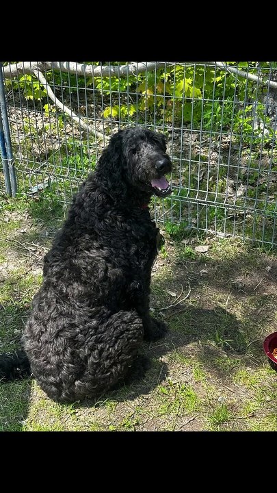 Vidéo produite par les Services animaliers