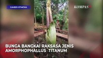 Bunga Bangkai Raksasa dan Langka Muncul di Kebun Warga