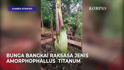 Bunga Bangkai Raksasa dan Langka Muncul di Kebun Warga