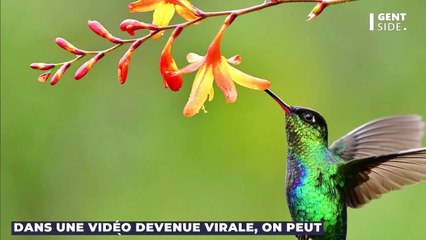 Une mante religieuse capture et dévore un colibri, la vidéo est effrayante