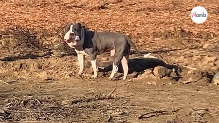 En voiture, une femme voit un chien au visage potelé et réalise que quelque chose ne va pas