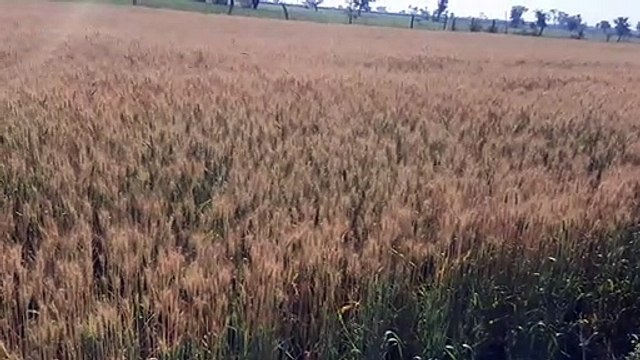 Kharif Compensation: Thousands of farmers waiting for insurance claims