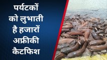 राजसमंद : पर्यटकों को लुभाती हैं हजारों अफ्रीकी फीश, पर्यटक हाथों से खिलाते है दाना, शिकार पर रोक