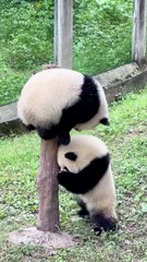 Panda Yu Ke And Yu AiPanda Tackle♥️
