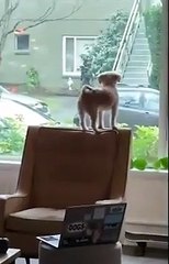 Ce chien n'aime pas trop recevoir du courrier