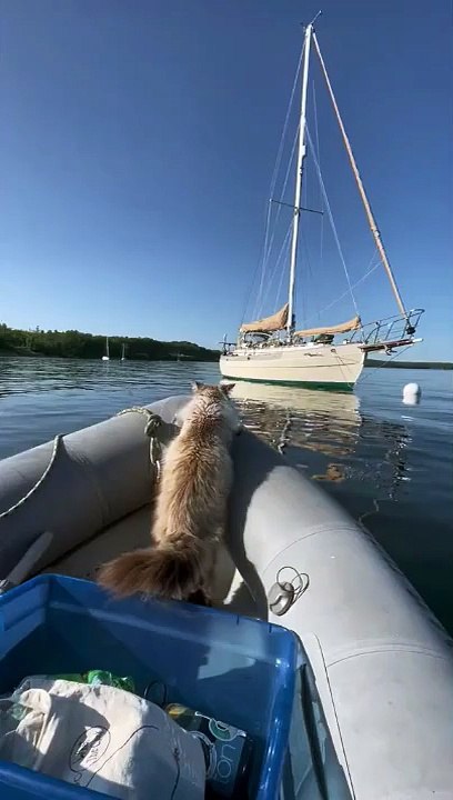 Quand ton chat a trop hâte de monter sur le yacht