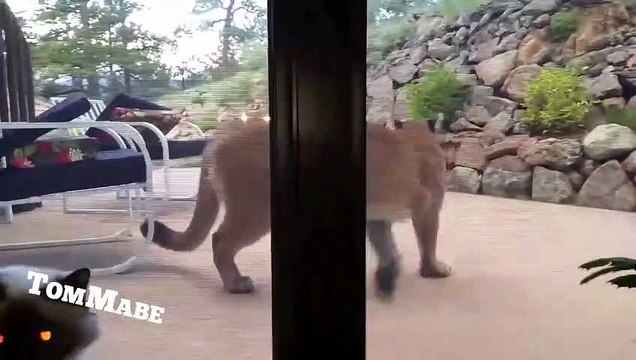 Ce chat veut jouer avec un puma... Courageux