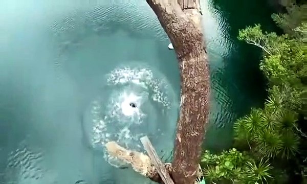 Il tente un plongeon vertigineux du haut d'un arbre et se prend la gamelle de sa vie