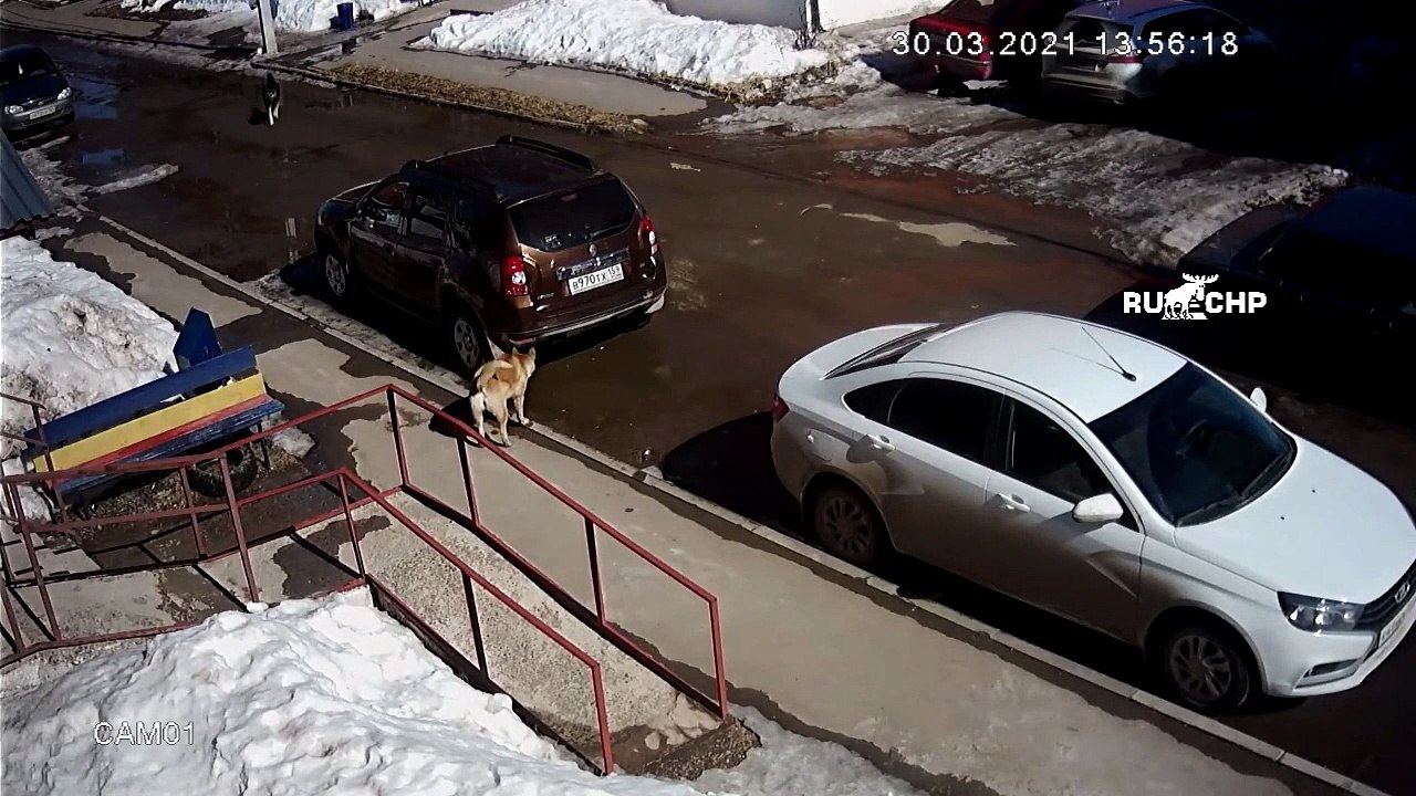 Ce chat qui se retrouve face à 6 chiens errants leur montre qui est le boss