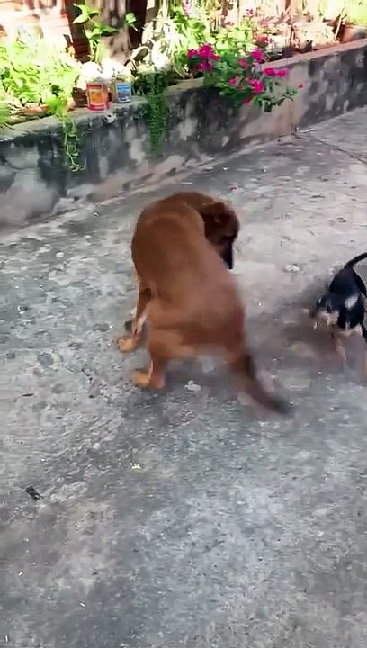 Crazy Dog Steals A Knife