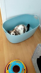 Greebles In The Laundry Basket