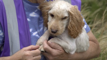 Kent is one of the ten worst counties for animal abuse in England and Wales