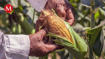 Repartirán en distintos estados las toneladas de maíz adquiridas en Sinaloa por Segalmex