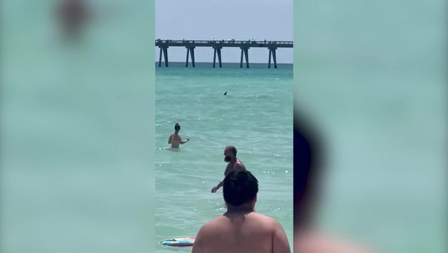 ‘Get out of the water’: Shark lurks metres away from swimmers at Florida beach