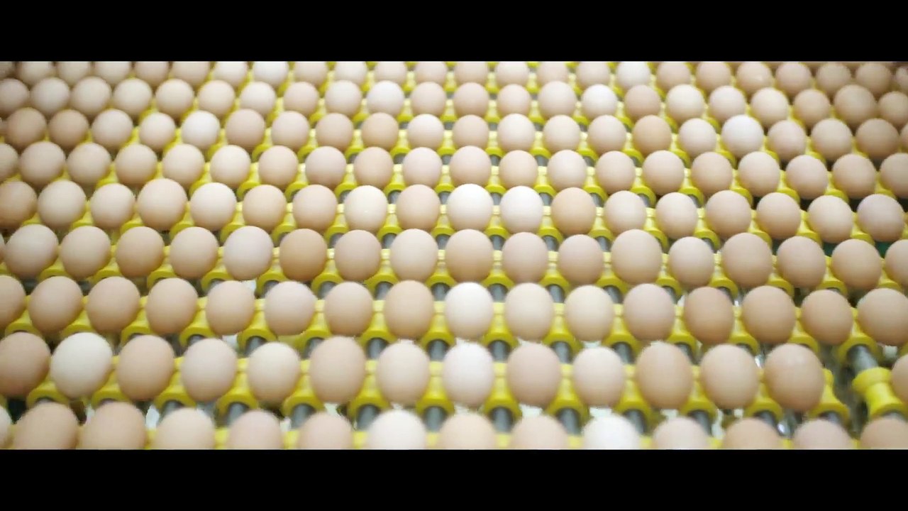 The Carnivore's Dilemma - Is It Ethical to Eat MEAT from Industrial Farms