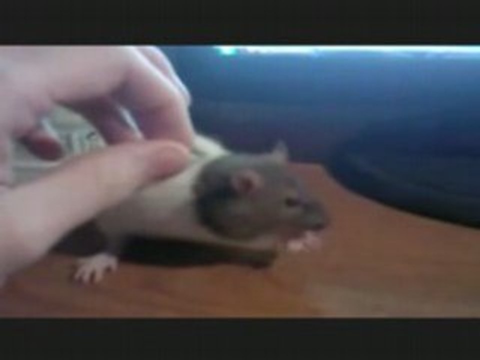 tecktonik Souris tecktonik