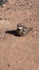 Lesser Nighthawk Chicks Run To Mother