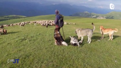 Le JT - 10/07/23 - Pastoralisme, Recyclage, A(h)auteur d'enfants