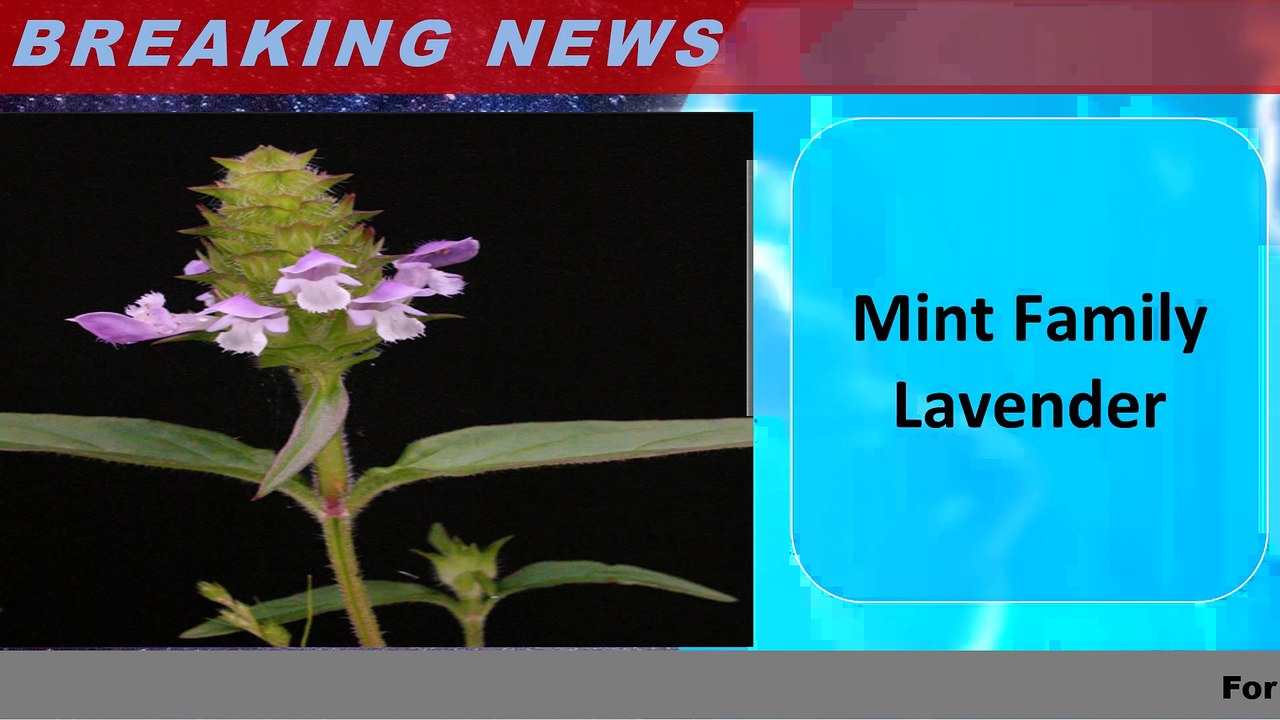 Mint Family Lavender