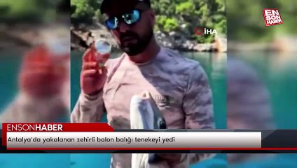 Antalya’da yakalanan zehirli balon balığı tenekeyi yedi