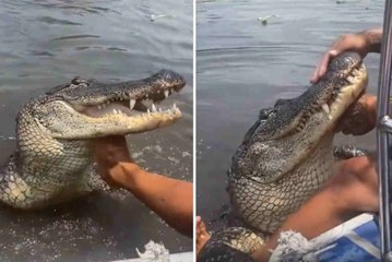 Impressive Video: Man Treats Alligator as a Pet