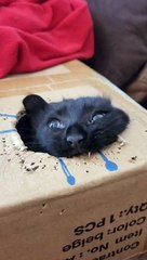 A Baby Stapler Emerges