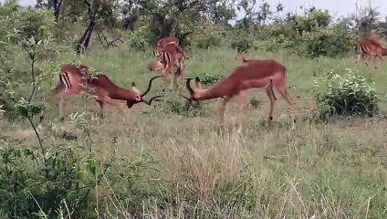 impala-rams-fighting-copyright-free-animal-videos