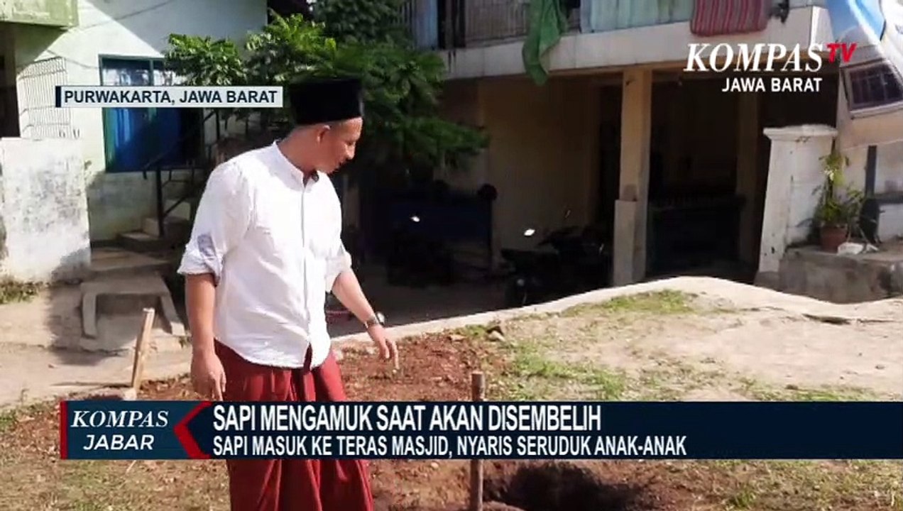 Sapi Kurban Ngamuk Saat Akan Disembelih