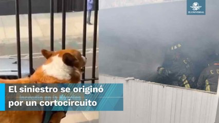 Así intentaron salvar a perritos en el incendio de la Nápoles