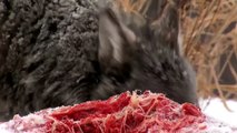 wolf-animals-carnivore-wild-hunt-no-copyright-video-stock-footage