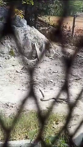 ஆக்ரோஷமாக தாக்கிக்கொண்ட நாய், பாம்பு - இறுதியில் நடந்த சோகம்